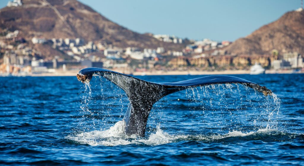 whale watching cabo